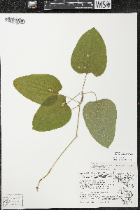 Smilax ecirrhata image