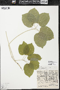 Smilax ecirrhata image