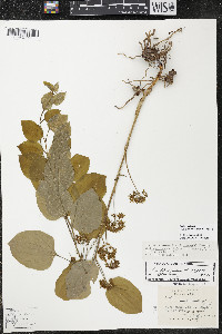 Smilax ecirrhata image