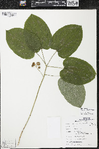 Smilax ecirrhata image