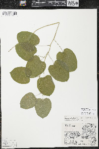 Smilax ecirrhata image