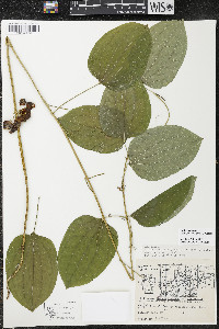 Smilax ecirrhata image