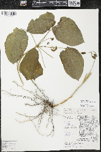 Smilax ecirrhata image