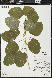 Smilax ecirrhata image