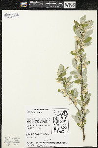 Elaeagnus umbellata image