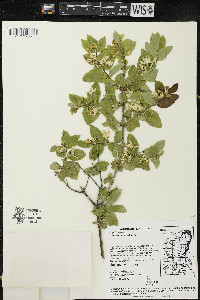 Lonicera morrowii image