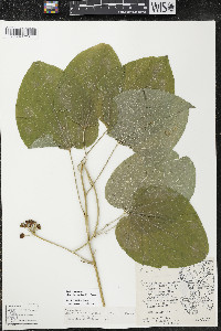 Smilax ecirrhata image