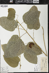 Smilax ecirrhata image