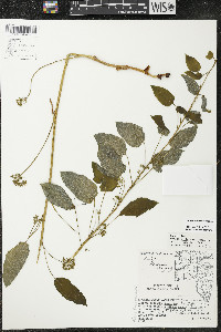 Smilax illinoensis image