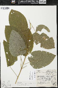 Smilax ecirrhata image