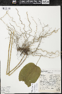 Smilax ecirrhata image