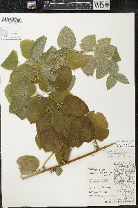 Smilax lasioneura image