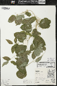 Smilax lasioneura image