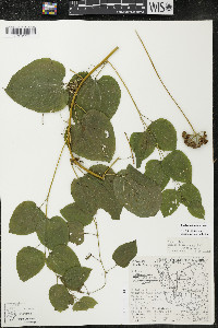 Smilax lasioneura image