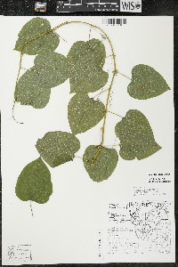 Smilax lasioneura image