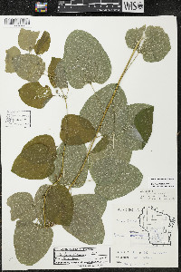 Smilax lasioneura image