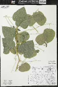 Smilax lasioneura image