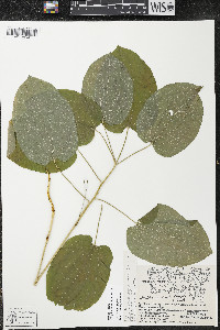 Smilax ecirrhata image