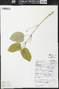 Smilax ecirrhata image