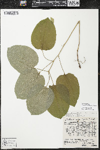 Smilax ecirrhata image