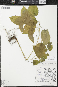 Smilax ecirrhata image