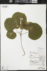 Smilax ecirrhata image