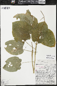 Smilax ecirrhata image