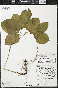 Smilax ecirrhata image