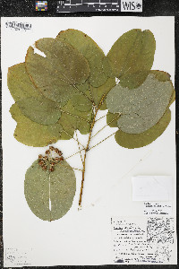 Smilax ecirrhata image