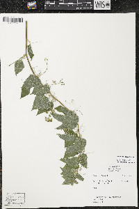 Smilax lasioneura image