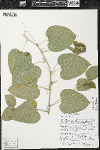 Smilax lasioneura image