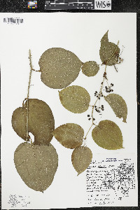 Smilax tamnoides image