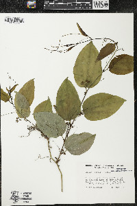 Smilax tamnoides image