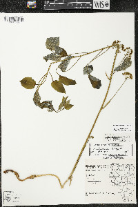 Smilax illinoensis image