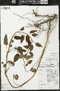 Smilax illinoensis image