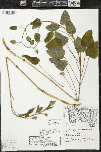 Smilax illinoensis image