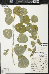 Smilax lasioneura image