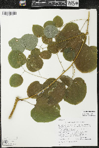 Smilax lasioneura image