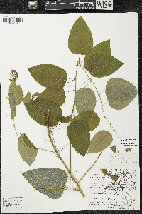 Smilax lasioneura image