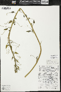 Smilax lasioneura image