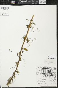 Smilax lasioneura image