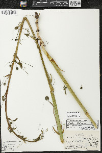 Smilax lasioneura image