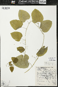 Smilax lasioneura image