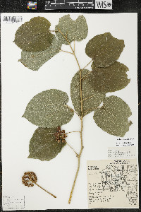 Smilax lasioneura image