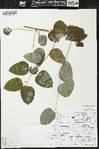 Smilax lasioneura image