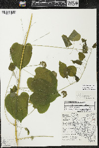 Smilax lasioneura image