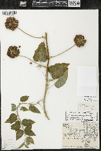 Smilax lasioneura image