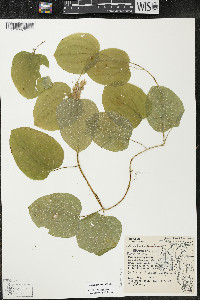 Smilax lasioneura image