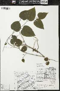 Smilax tamnoides image