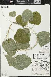 Smilax lasioneura image